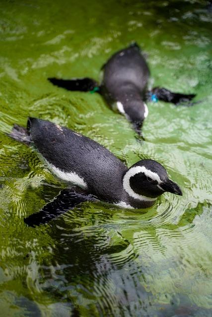 10 Best Zoos in the US, From the Bronx to San Diego