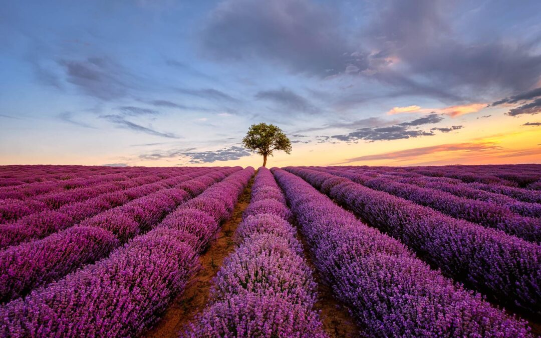 The most beautiful lavender fields in the UK